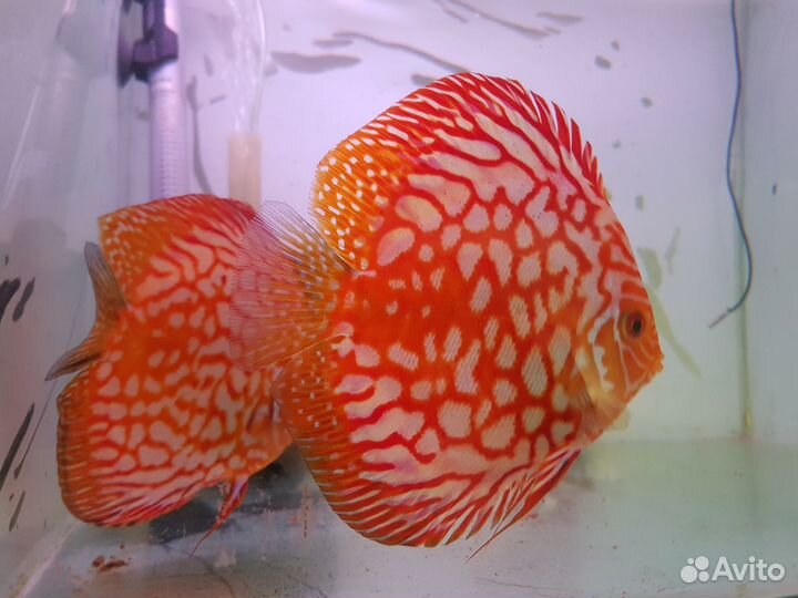 Продам подростков дискусов