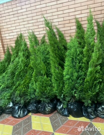 Туя смарагд