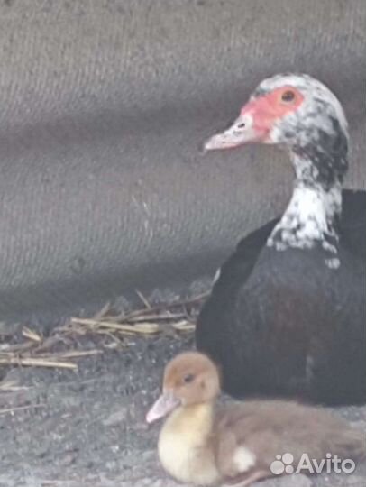 Утята индоутки