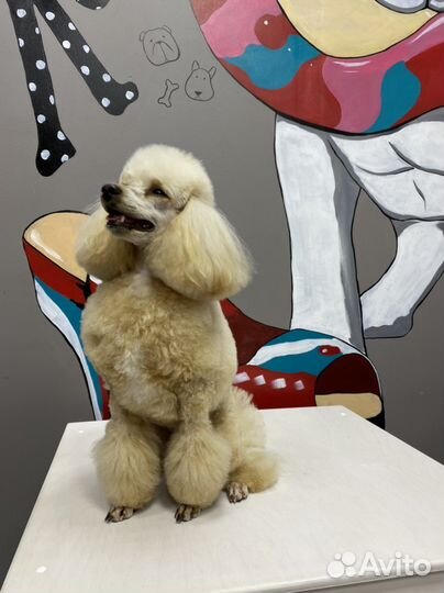 Стрижка собак и кошек груминг