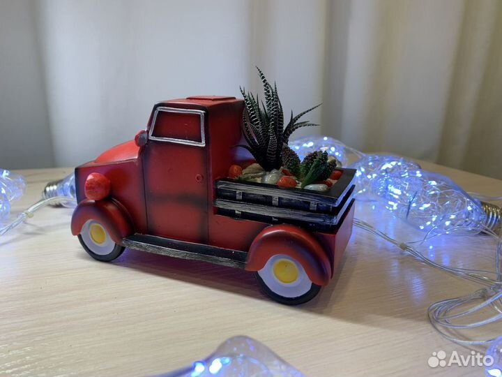 Флорариум суккуленты