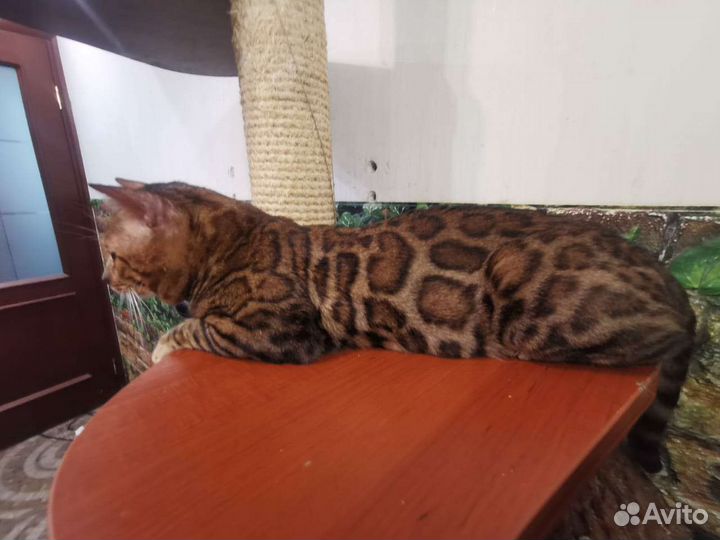 Бенгальский кот вязка кошечек