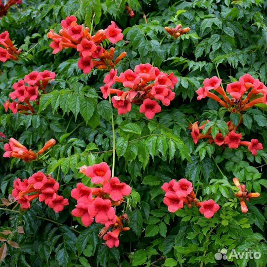 Лиана декоративная кампсис