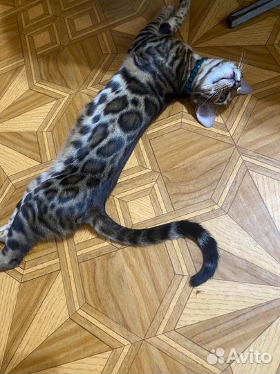 Бенгальская кошка