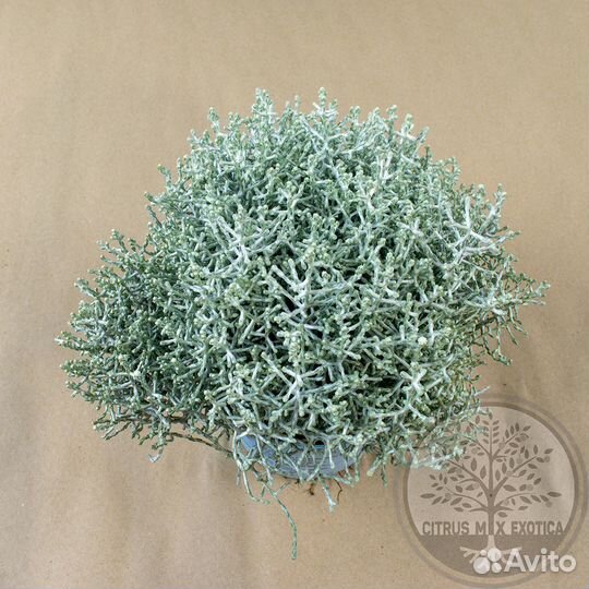 Калоцефалус. Снежный кустарник