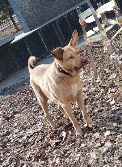 В добрые и заботливые руки