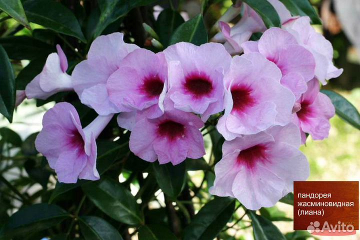 Саженцы лепедеца др многлетние раст