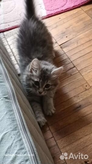 Кошки в добрые руки бесплатно