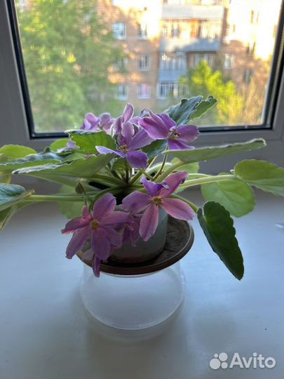 Фиалки разные