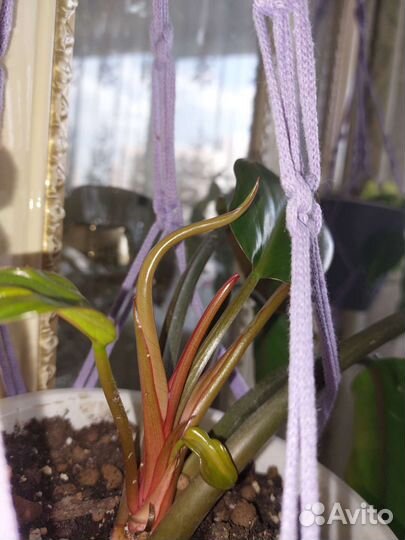 Филодендрон Конго ред