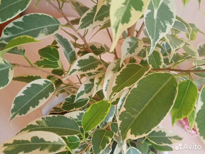 Фикус бенджамина пестролистный