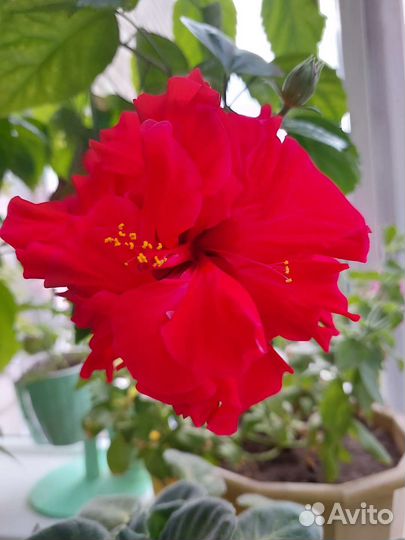 Гибискус (китайская роза)