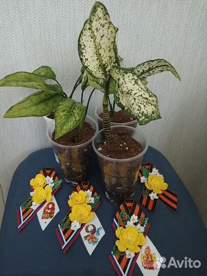 Аглаонемы First Diamond