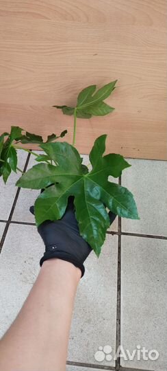 Фатсия японская