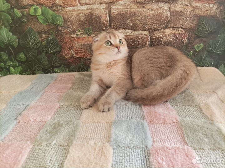 Мальчик золотой