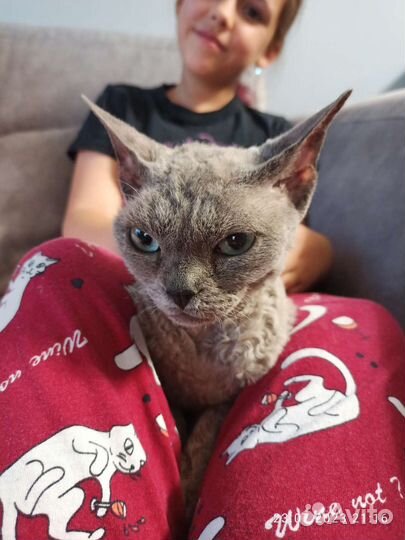 Девон-рекс кошечка любимка