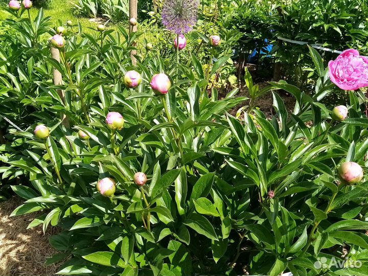 Пионы срезка