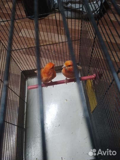 Кенара и канарейки