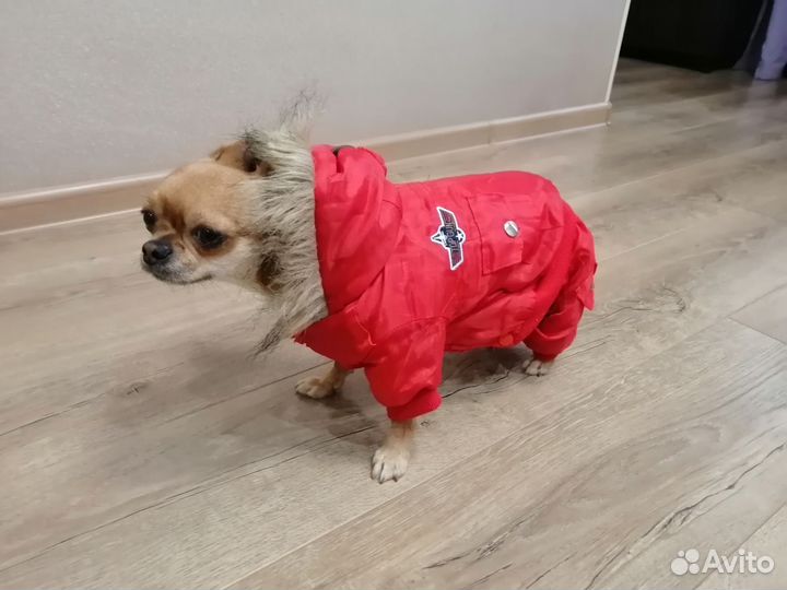 Одежда для маленьких собак