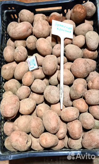 Семенной картофель Брянский красный