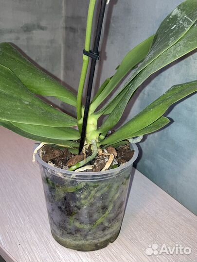 Орхидея лиодоро бабочка