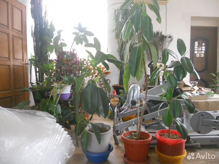 Фикус, сорт - каучуконосный - 1,5 м высотой