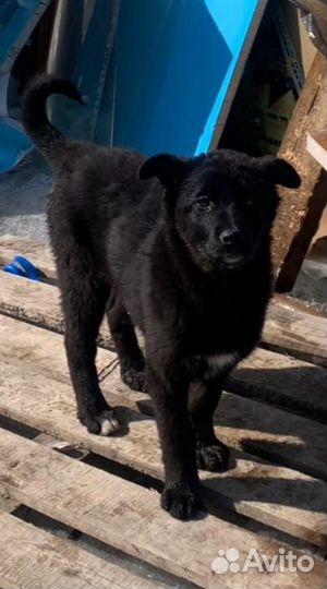 Щенок девочка в добрые руки