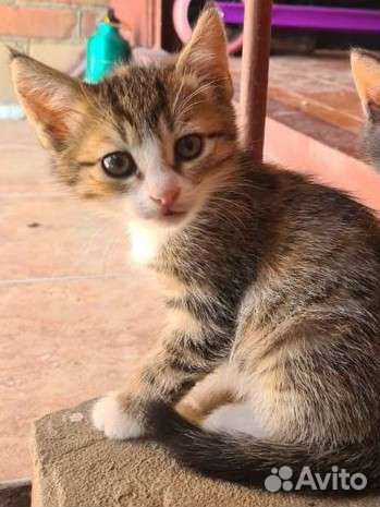 Трехцветная кошечка