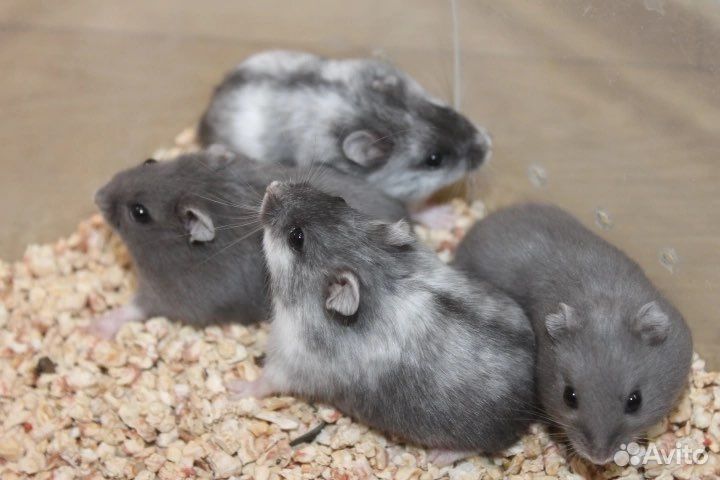 Джунгарские хомячки неповторимые редкие окрасы