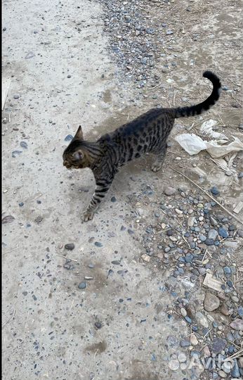 Котик в беде
