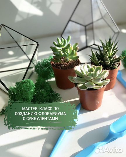 Мастер-класс по созданию флорариума с суккулентами