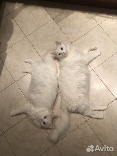 Догситтер, зооняня, передержка собак, няня