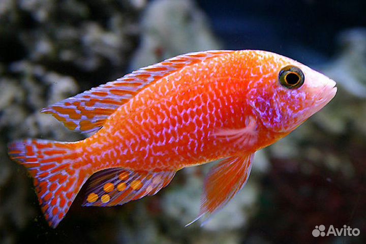 Все виды аквариумных рыбок