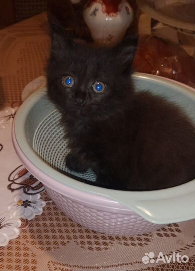 Котенок в дар