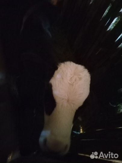 Продам телят