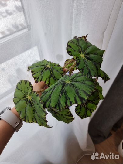 Комнатные цветы черенки