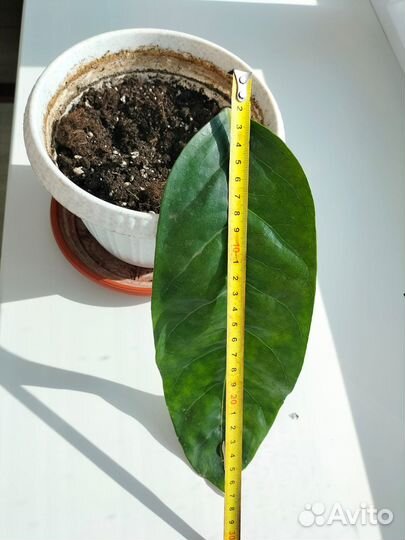 Шефлера крупнолистная-30см,с большой корневой сист