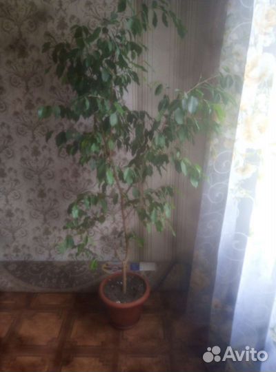 Дрмашние цветы