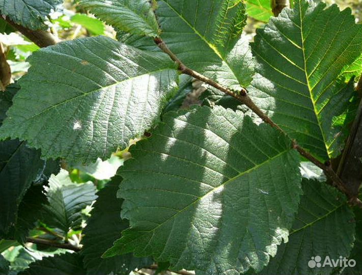 Вяз дерево саженцы