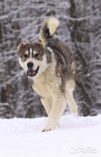 Щенок алабая Криолан