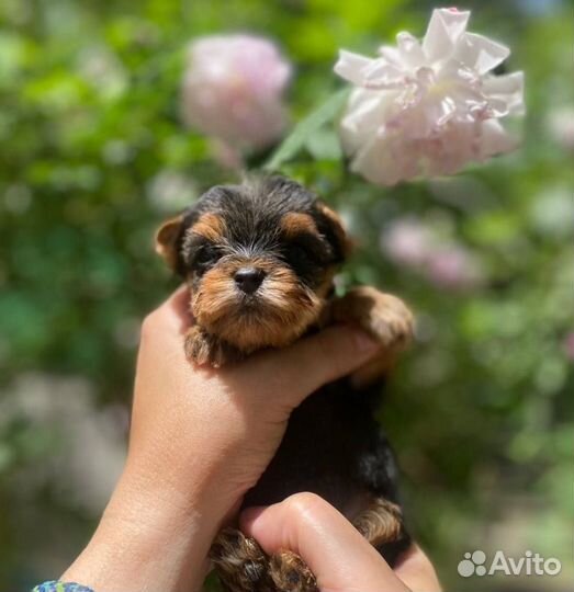Йоркширский терьер