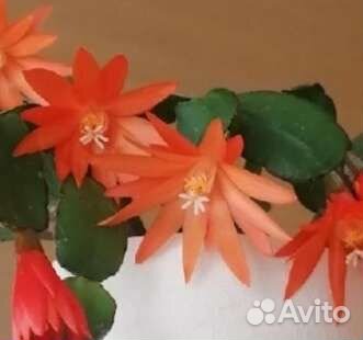 Рипсалидопсис, пасхальник, декабрист