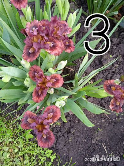 Ирисы низкорослые