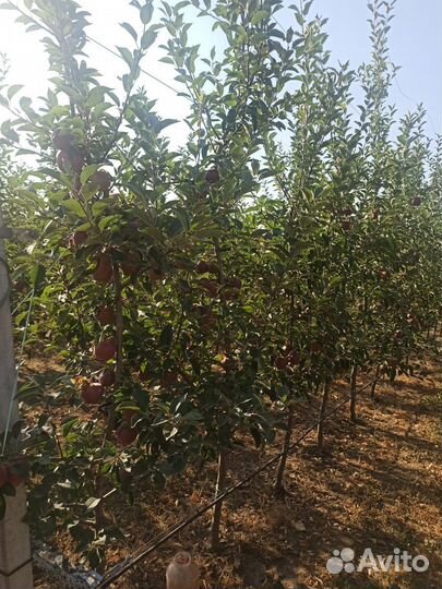 Яблоки джиромини