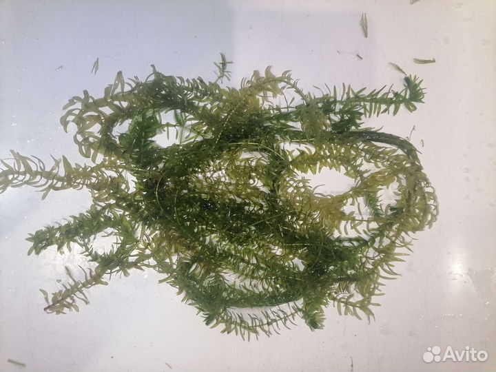 Аквариумные растения прополка срчно