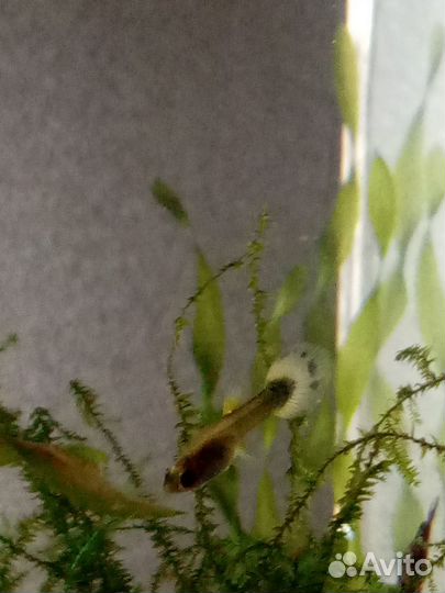 Рыбки гуппи