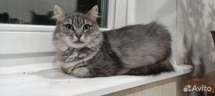 Молодая кошка в добрые руки