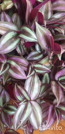 Традесканция зебрина