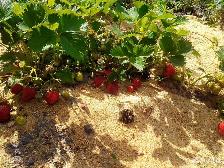 Рассада ремонтантной клубники