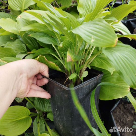 Хоста в зкс